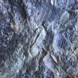 Paradoxides gracilis